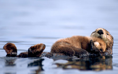 Moeder bever knuffelt haar kleine